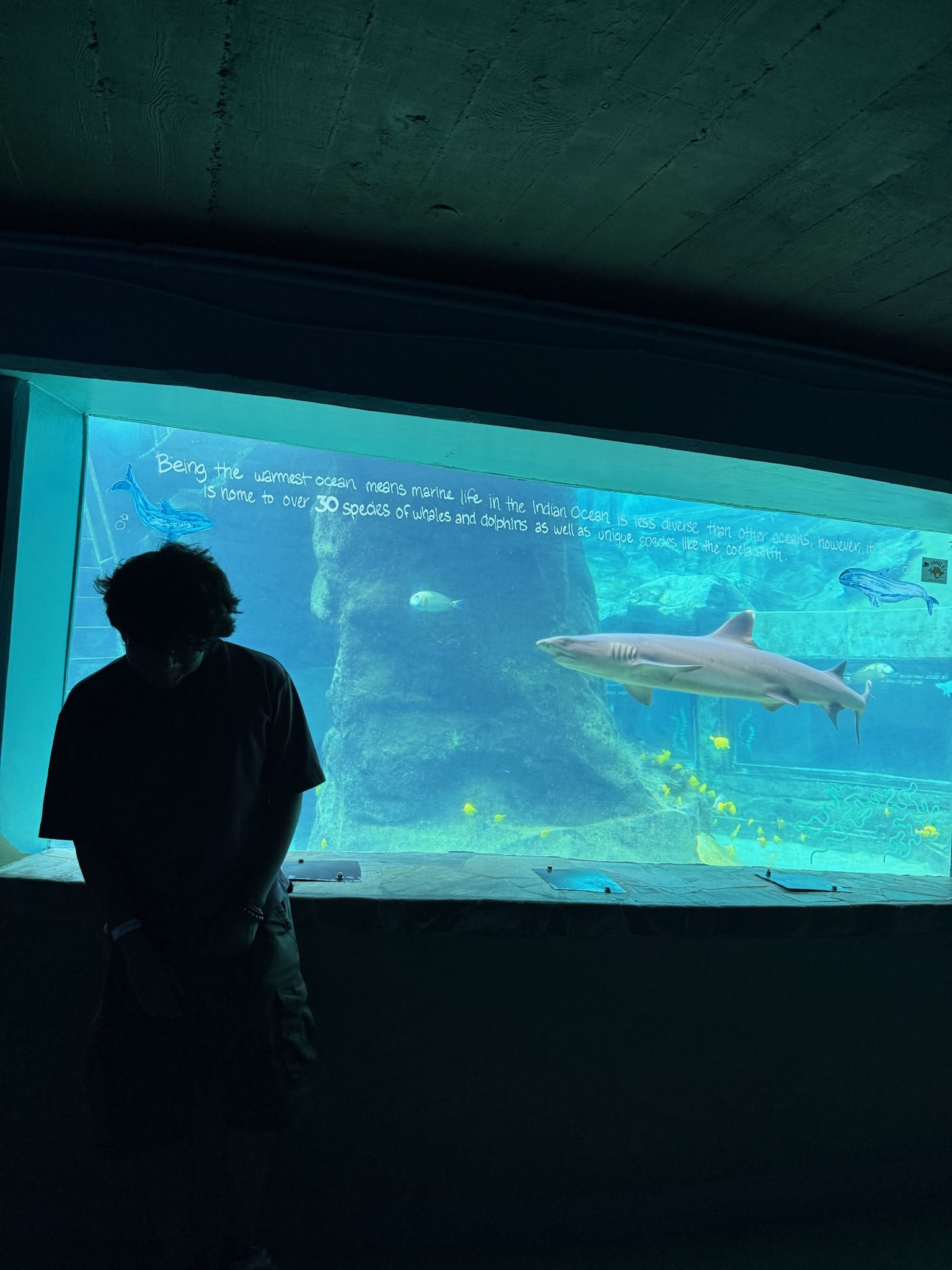 tuff ahh picture of me infront of a shark